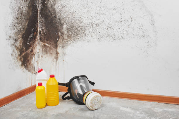 Best Office Mold Removal Services  in Vernon, TX