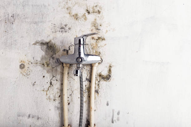 Best Black Mold Removal  in Vernon, TX