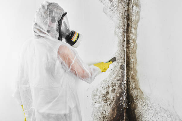 Best Toxic Mold Removal  in Vernon, TX