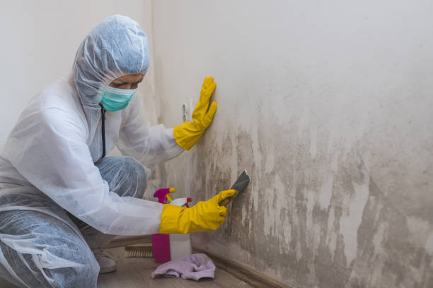 Best Certified Mold Removal  in Vernon, TX