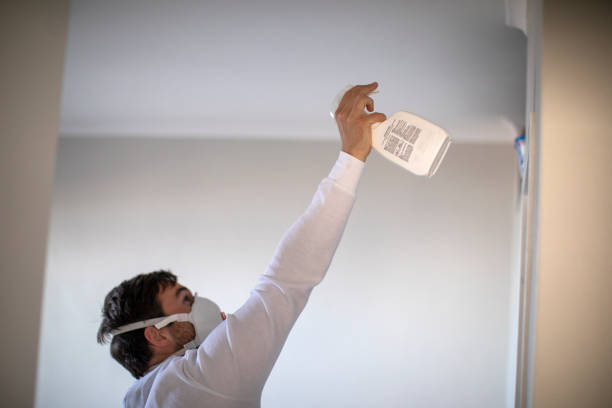 Best Affordable Mold Removal  in Vernon, TX