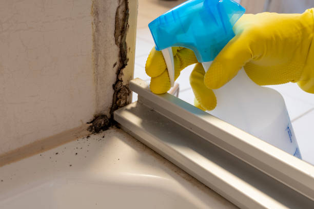 Best Mold Testing  in Vernon, TX