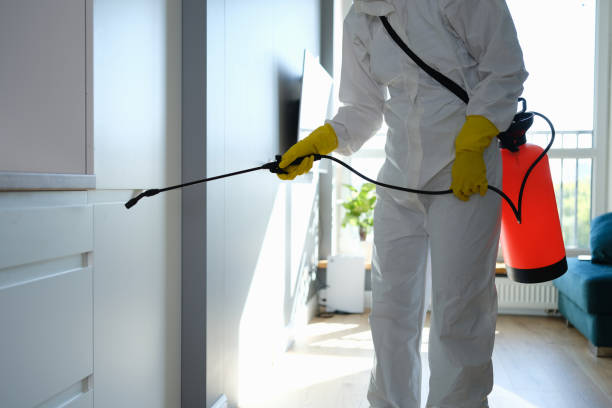 Mold Removal Process in Vernon, TX
