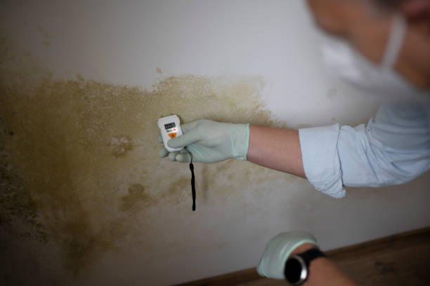 Best Water Damage Restoration  in Vernon, TX