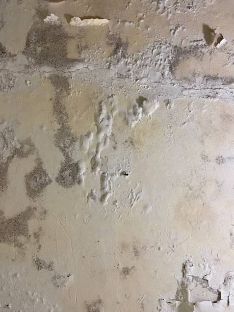 Best Residential Mold Removal  in Vernon, TX