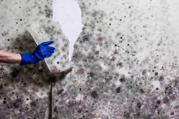 Reliable Vernon, TX Mold Removal Solutions