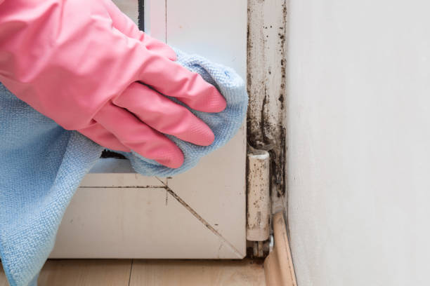Mold Testing and Removal in Vernon, TX