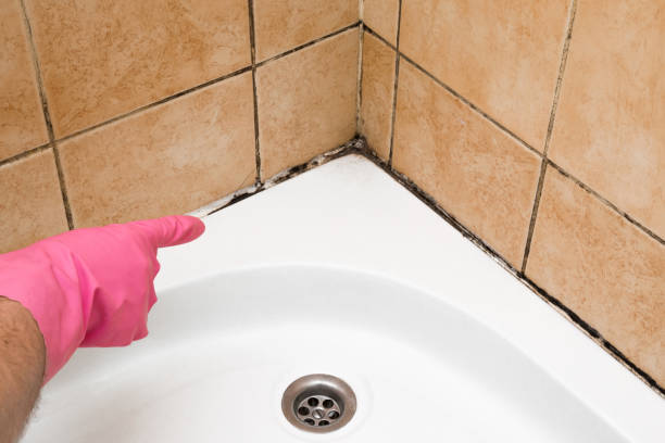 Best Affordable Mold Removal  in Vernon, TX